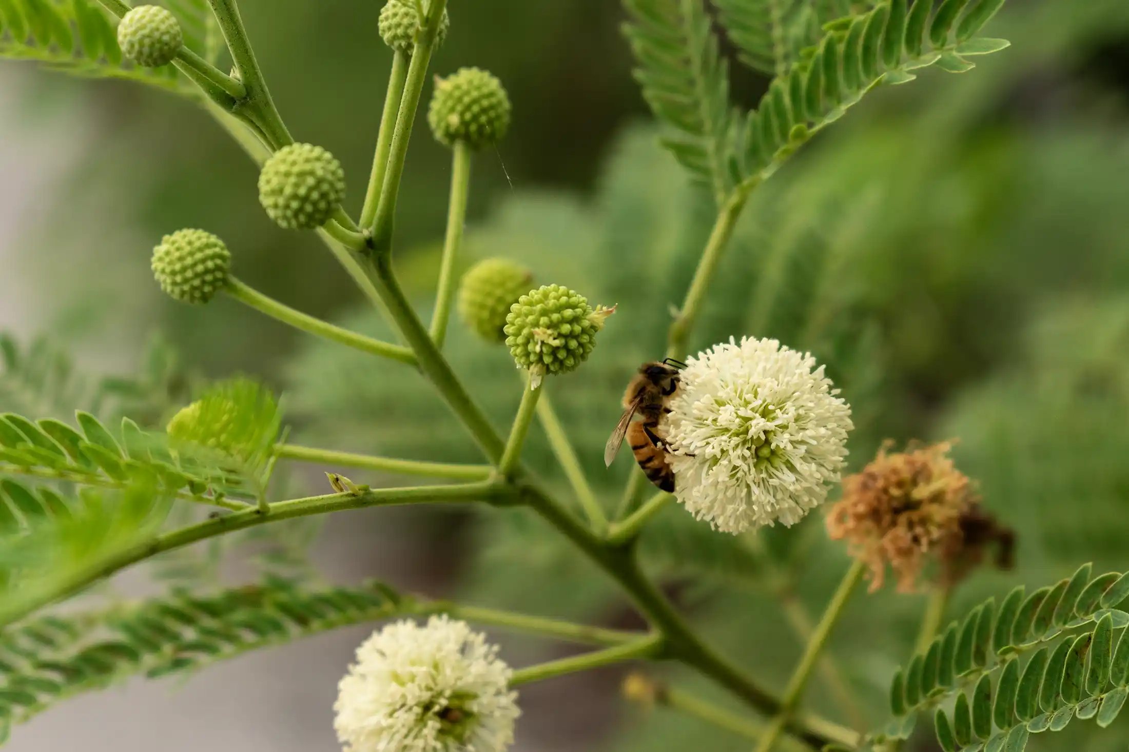 Xunancab Lotes campestres